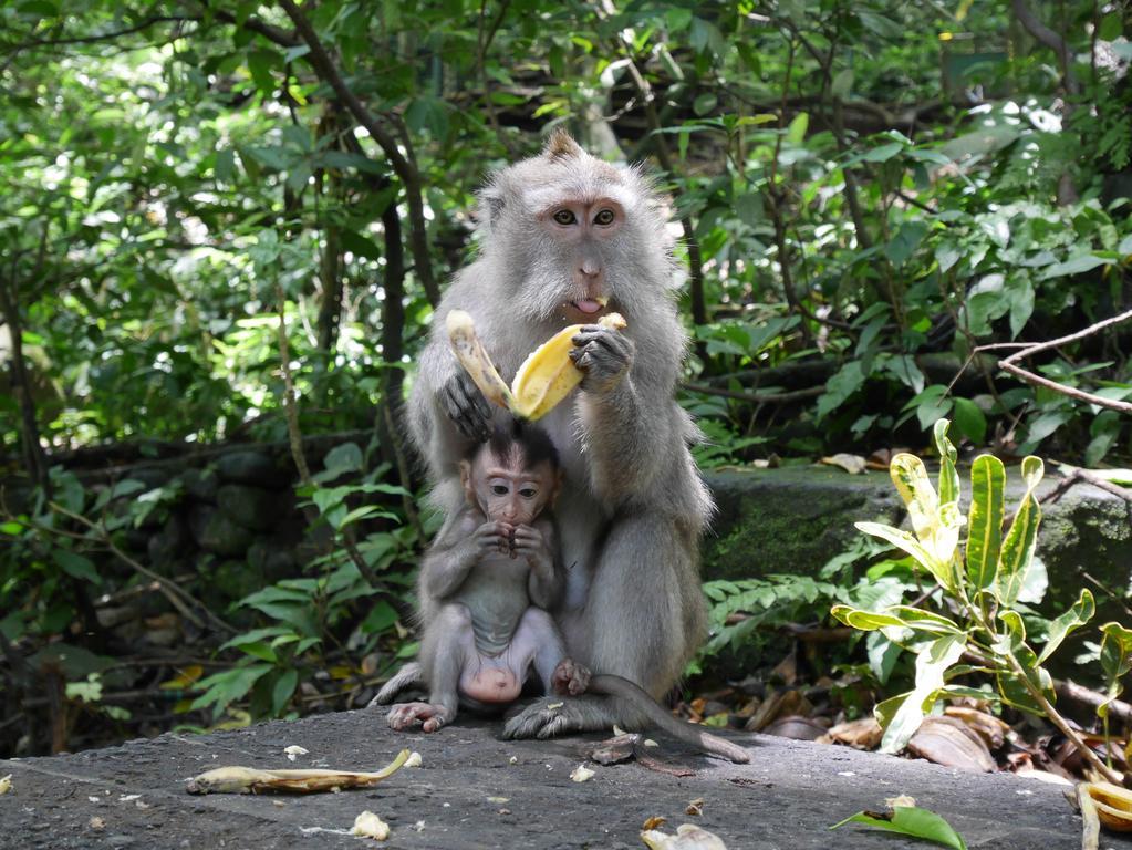 Pondok Penestanan Villa Ubud 외부 사진